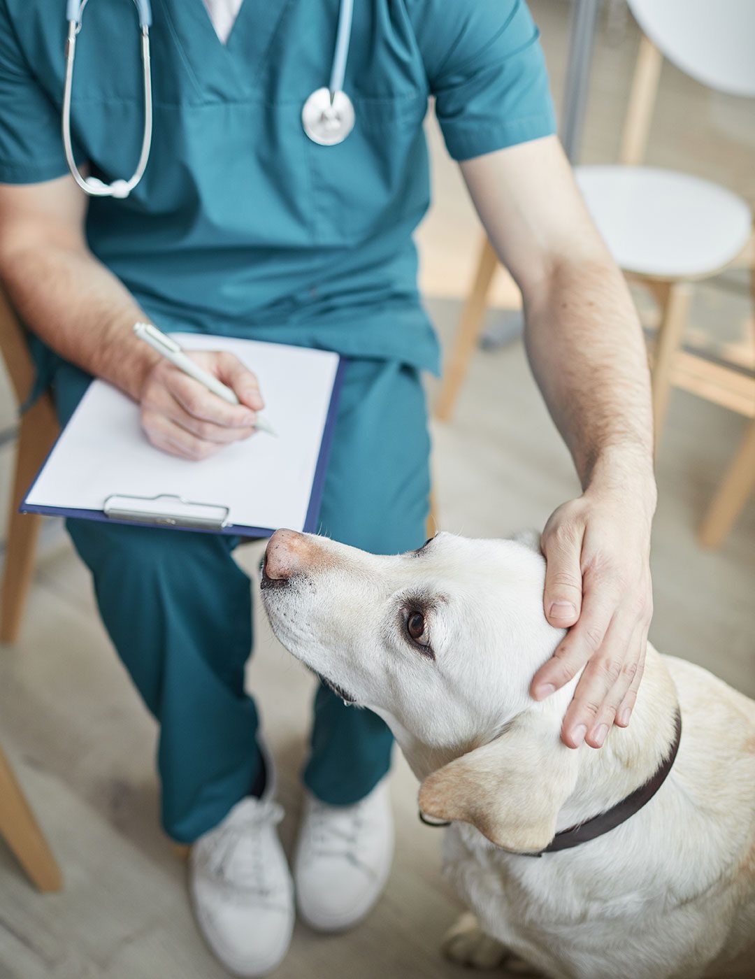 Dog At Veterinary Exam