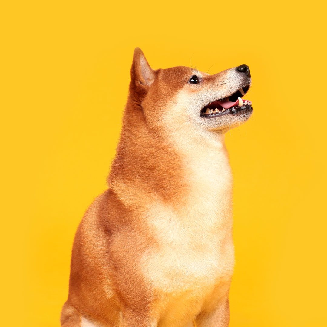 happy Shiba Inu dog sitting with head turned towards the right
