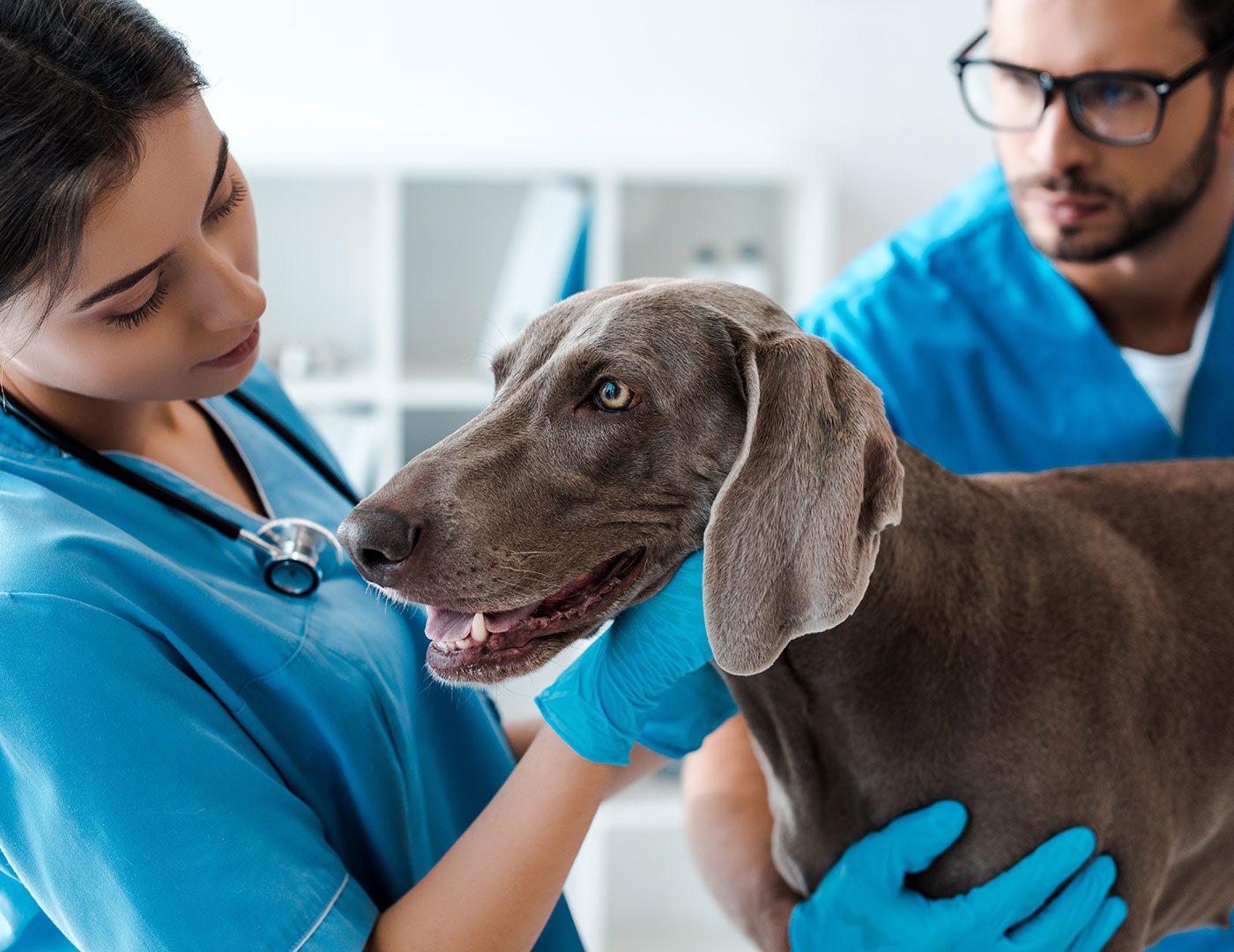Veterinarians With Dog