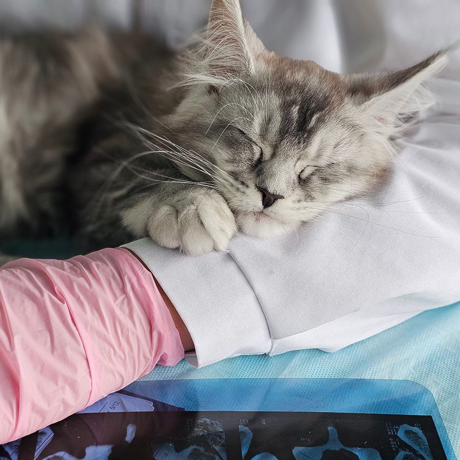 veterinarian looking at x-rays while a cat sleeps on her arm