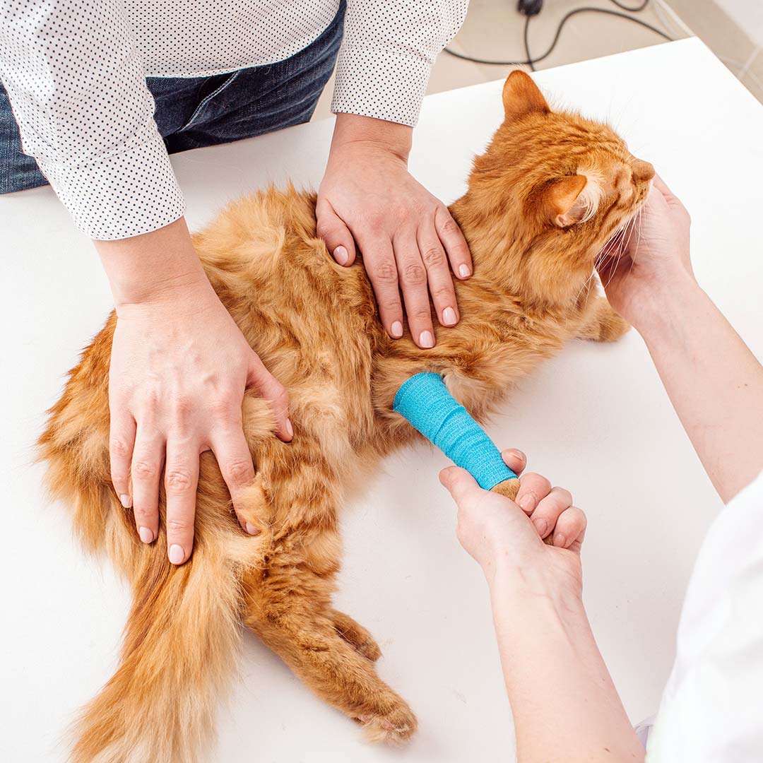 veterinarian caring for an orange cat with a leg injury