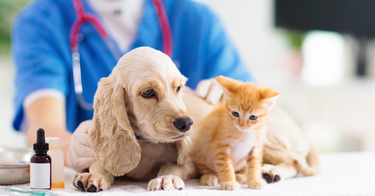 cocker spaniel dog and orange cat laying on the exam table at clinic with vet in the background