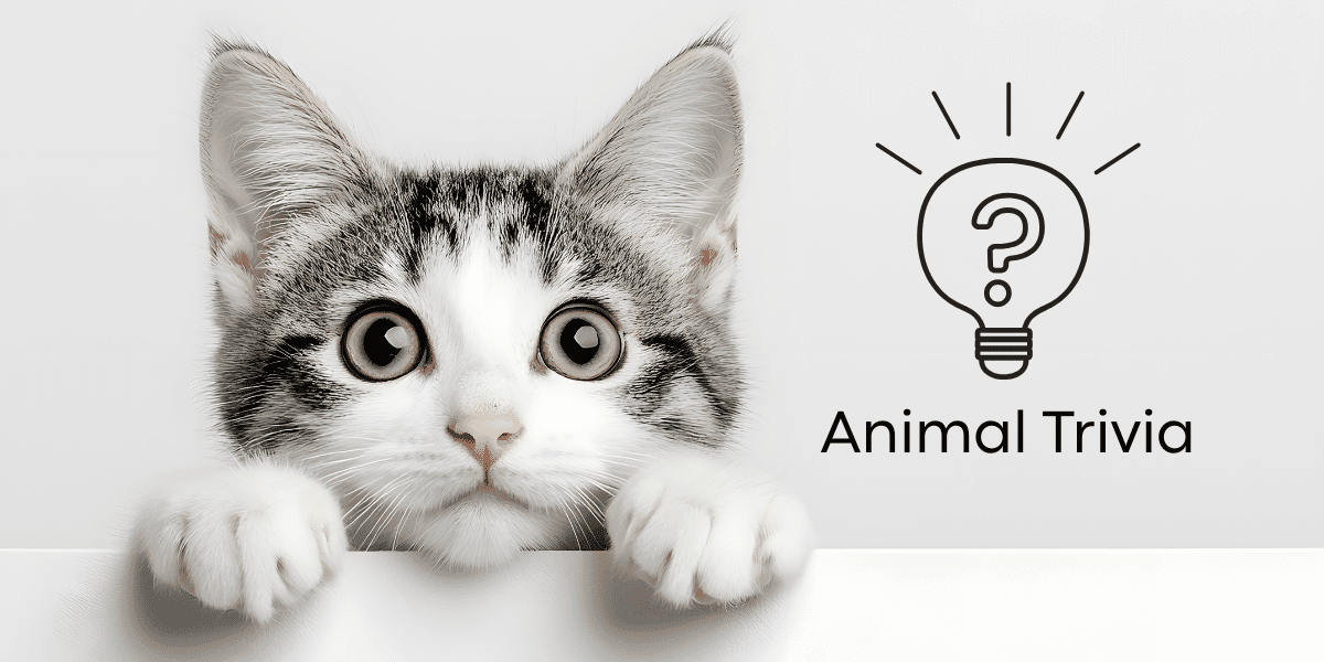 black and white image of a cat that says animal trivia