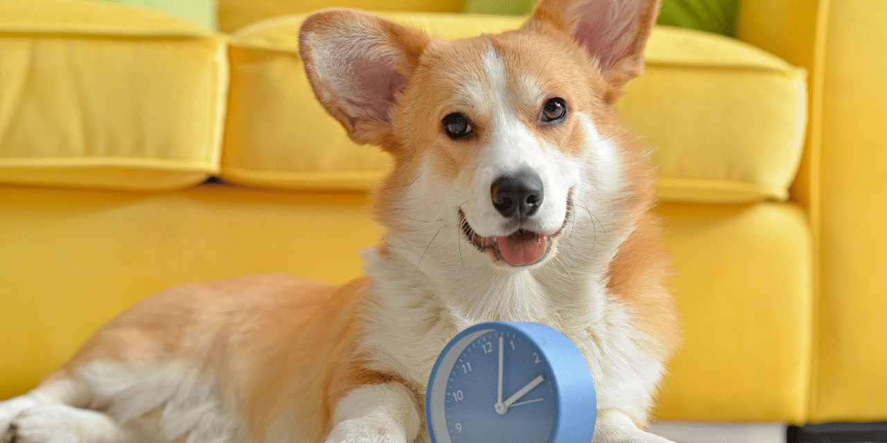 corgi dog sitting in the living room with a blue clock in their paws