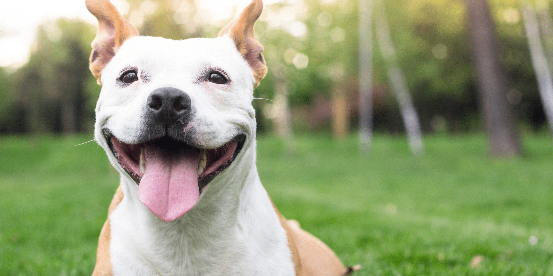 white dog laying in the grass and panting