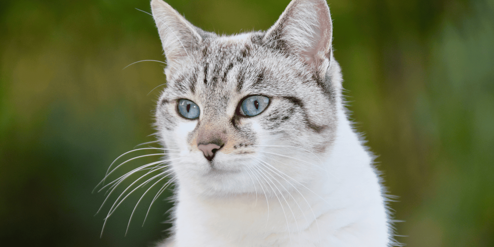 grey and white cat with light blue eyes