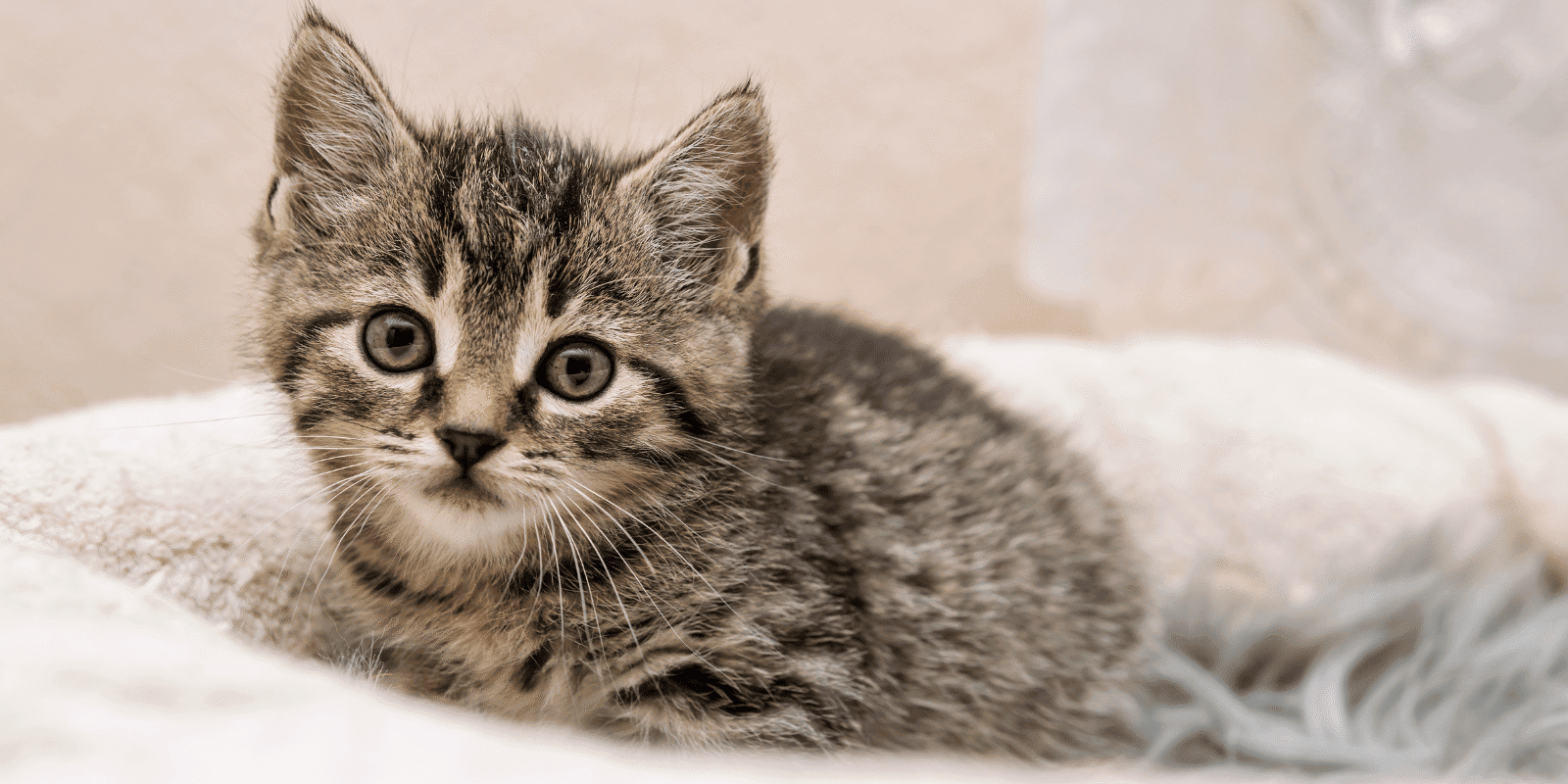 grey kitten balled up in a white pet bed