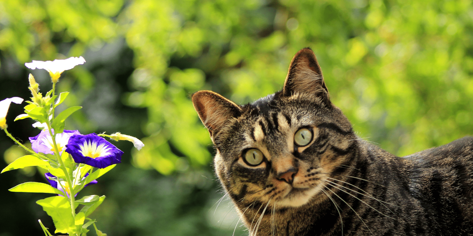 dark grey cat outside next to a purple flower