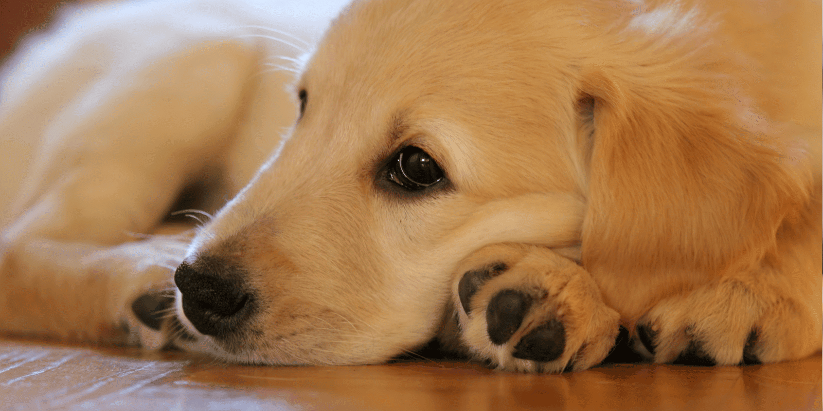 golden colored puppy laying down on the floor
