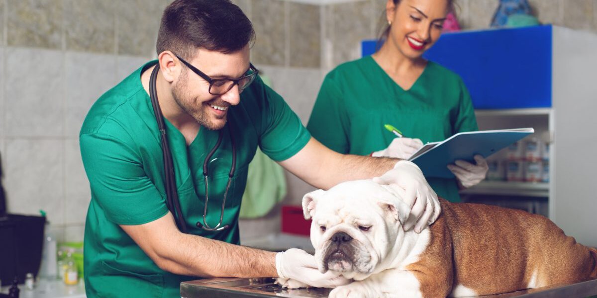male vet examining bulldog at clinic with female tech writing on a clipboard in the background